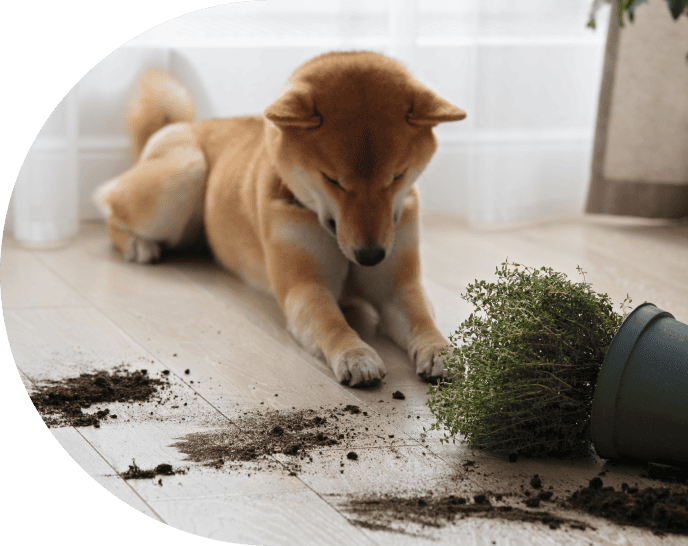 Behavior Management
